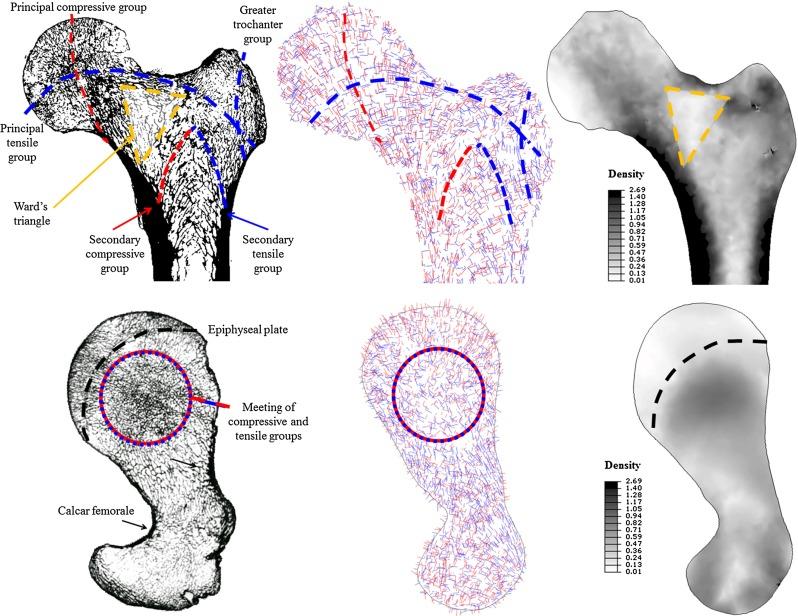 https://cdn.ncbi.nlm.nih.gov/pmc/blobs/0b8b/5021760/7f505cf1a79e/10237_2015_740_Fig5_HTML.jpg