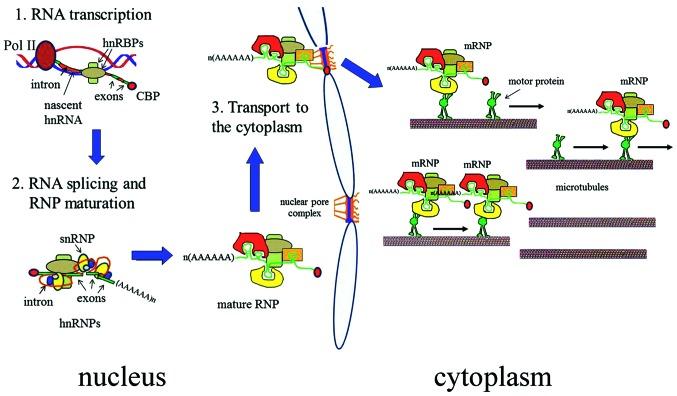 https://cdn.ncbi.nlm.nih.gov/pmc/blobs/0b8e/3976132/9551ba1ffe93/IJMM-33-04-0747-g00.jpg