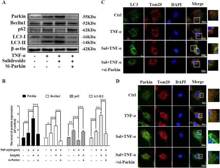 https://cdn.ncbi.nlm.nih.gov/pmc/blobs/0b91/6155159/e988d1615040/41419_2018_1024_Fig5_HTML.jpg