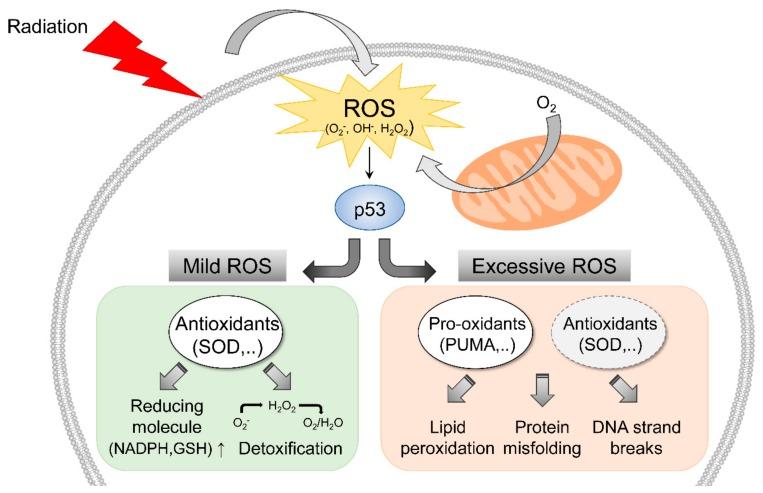 https://cdn.ncbi.nlm.nih.gov/pmc/blobs/0b91/6769573/0ab680b57a4a/cells-08-01105-g001.jpg