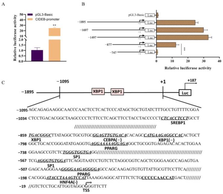 https://cdn.ncbi.nlm.nih.gov/pmc/blobs/0b97/11508957/e84255c6680f/ijms-25-11318-g004.jpg