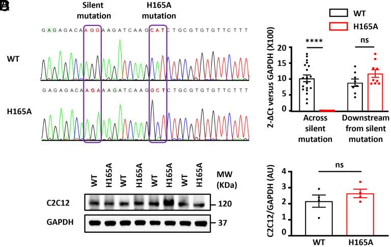 https://cdn.ncbi.nlm.nih.gov/pmc/blobs/0b97/12280879/383e733e38d5/pnas.2423203122fig01.jpg