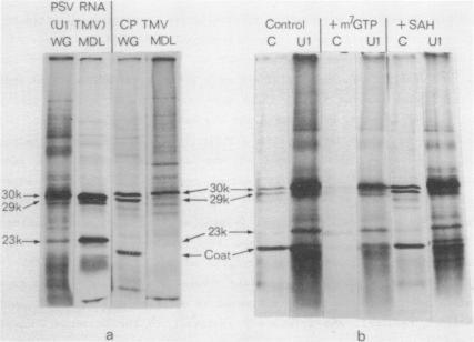 https://cdn.ncbi.nlm.nih.gov/pmc/blobs/0b99/325754/e3afa3a059fd/nar00348-0257-a.jpg
