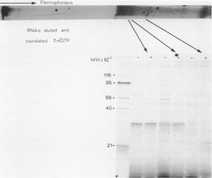 https://cdn.ncbi.nlm.nih.gov/pmc/blobs/0b99/325754/f16c57739fd3/nar00348-0261-a.jpg
