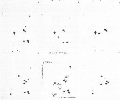 https://cdn.ncbi.nlm.nih.gov/pmc/blobs/0b99/325754/fb8ad8e1cab0/nar00348-0264-a.jpg