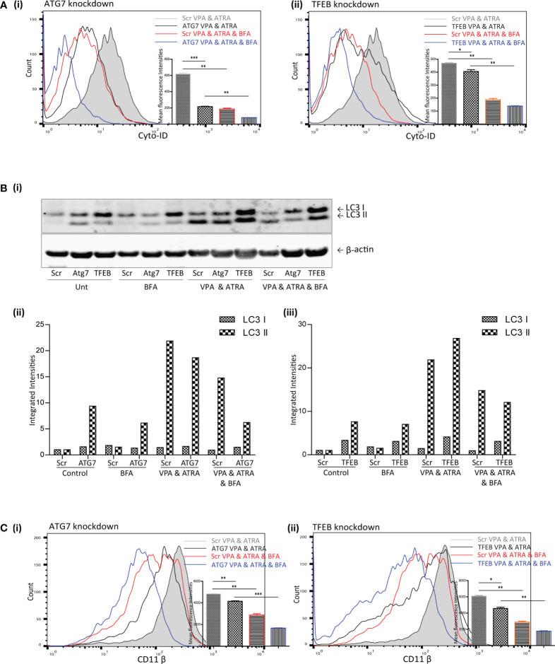 https://cdn.ncbi.nlm.nih.gov/pmc/blobs/0ba4/8907478/758b2806e61e/fonc-12-848517-g005.jpg
