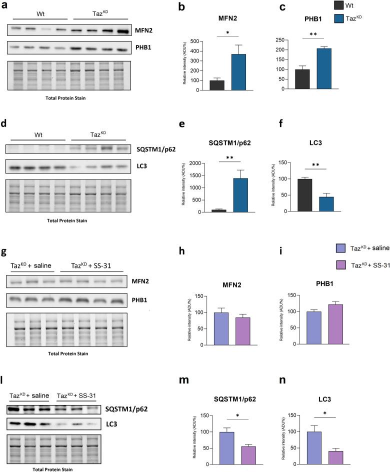 https://cdn.ncbi.nlm.nih.gov/pmc/blobs/0ba7/11176169/1011c30b10d9/41598_2024_64368_Fig4_HTML.jpg