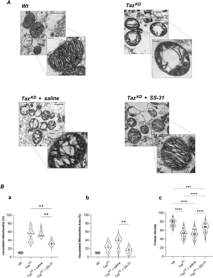 https://cdn.ncbi.nlm.nih.gov/pmc/blobs/0ba7/11176169/a1ef057d5188/41598_2024_64368_Fig1_HTML.jpg