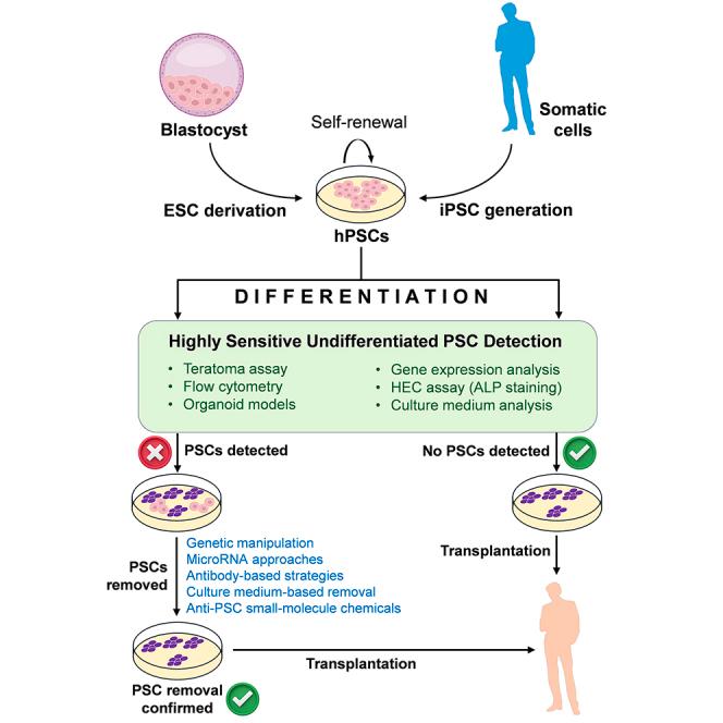 https://cdn.ncbi.nlm.nih.gov/pmc/blobs/0ba8/12277835/b34ac7639b4b/fx1.jpg