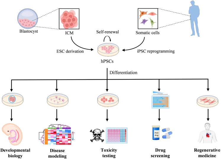 https://cdn.ncbi.nlm.nih.gov/pmc/blobs/0ba8/12277835/ea02016e3729/gr1.jpg