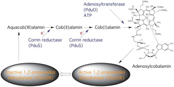 https://cdn.ncbi.nlm.nih.gov/pmc/blobs/0ba8/2982820/93cf5ae1ce4f/pone.0014009.g001.jpg