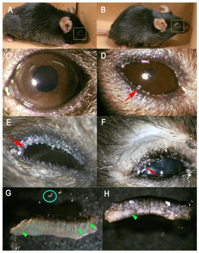 https://cdn.ncbi.nlm.nih.gov/pmc/blobs/0bab/7915537/f2a3aadb6518/ijms-22-01583-g001.jpg