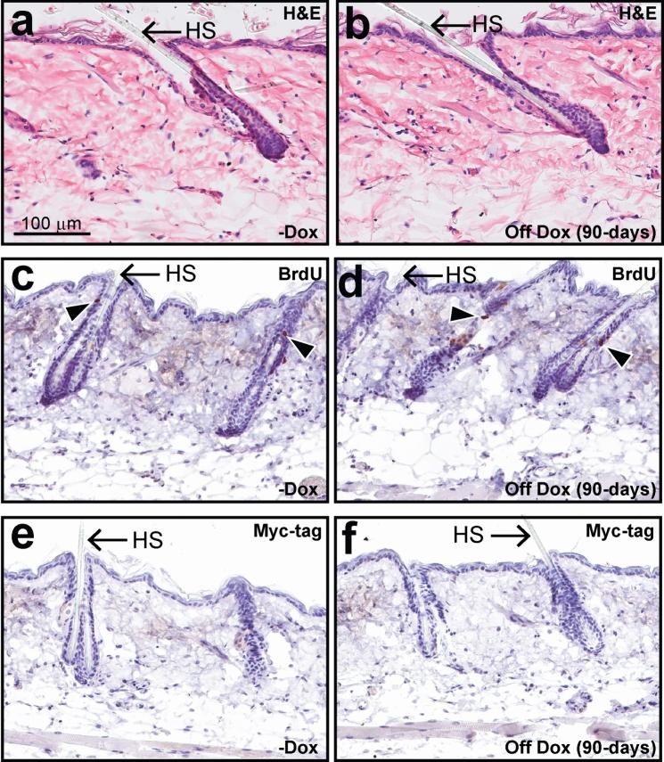 https://cdn.ncbi.nlm.nih.gov/pmc/blobs/0bad/11588969/9dbe3f074f0d/11248_2024_402_Fig5_HTML.jpg
