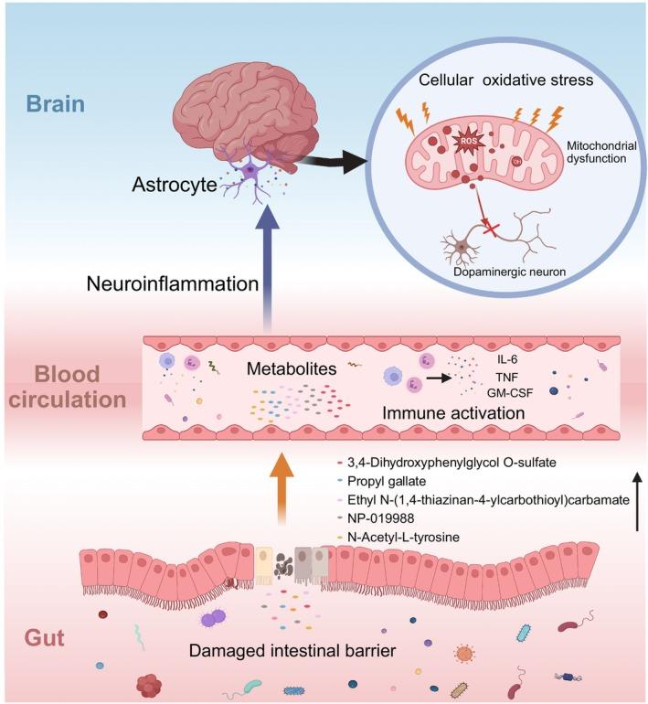 https://cdn.ncbi.nlm.nih.gov/pmc/blobs/0bad/12082280/d2edd2741a89/CNS-31-e70424-g003.jpg