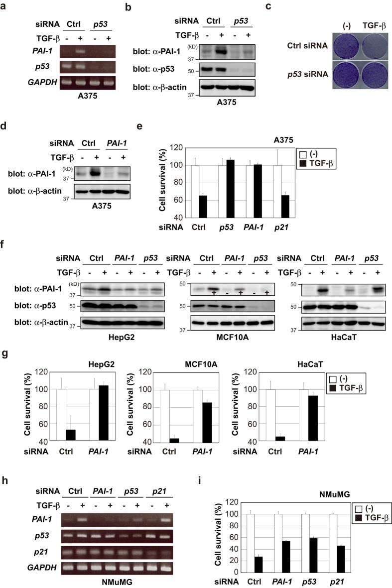 https://cdn.ncbi.nlm.nih.gov/pmc/blobs/0bad/5069723/d496dc64b907/srep35483-f6.jpg