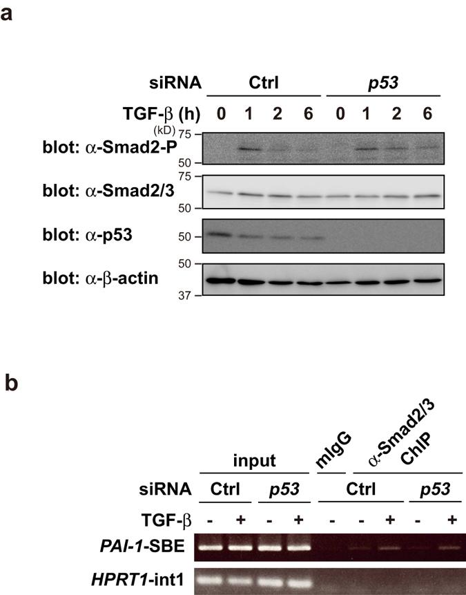 https://cdn.ncbi.nlm.nih.gov/pmc/blobs/0bad/5069723/db666d210988/srep35483-f3.jpg