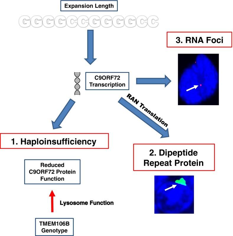 https://cdn.ncbi.nlm.nih.gov/pmc/blobs/0baf/3925297/8ade324a3e14/401_2014_1251_Fig2_HTML.jpg