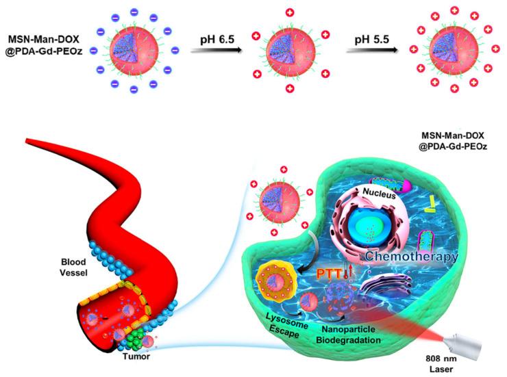 https://cdn.ncbi.nlm.nih.gov/pmc/blobs/0bb2/10856634/25b395c8ef5b/nanomaterials-14-00303-g007.jpg