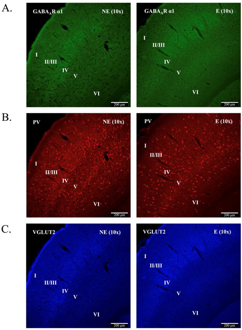 https://cdn.ncbi.nlm.nih.gov/pmc/blobs/0bb2/9778655/55f70840fb3b/ijms-23-15685-g001.jpg