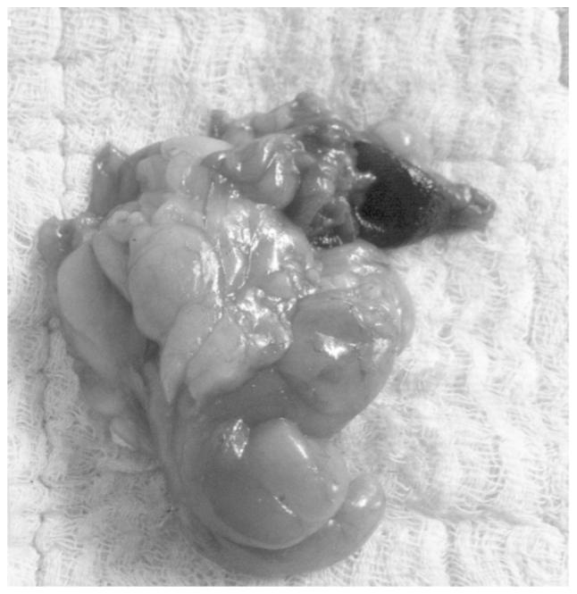 https://cdn.ncbi.nlm.nih.gov/pmc/blobs/0bb3/4114596/34b2dfbd127b/OL-08-03-1377-g03.jpg