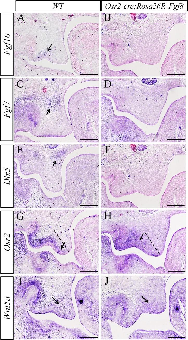 https://cdn.ncbi.nlm.nih.gov/pmc/blobs/0bb3/4558018/b5ea928ae1a7/pone.0136951.g005.jpg