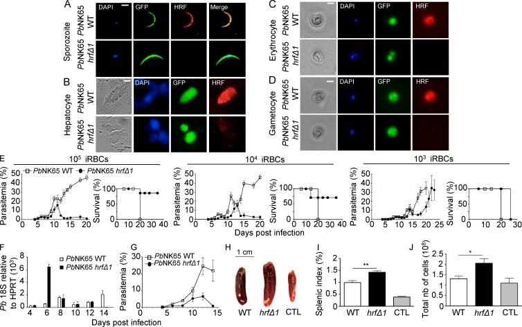https://cdn.ncbi.nlm.nih.gov/pmc/blobs/0bb3/4986535/dcccd846a0de/JEM_20151976_Fig1.jpg