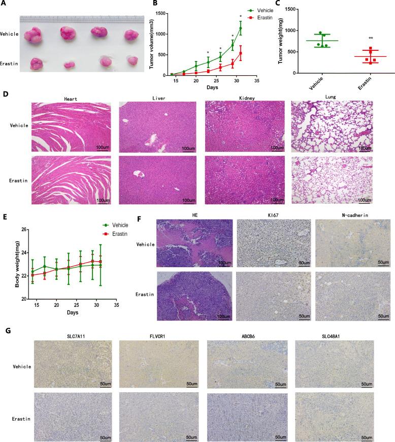https://cdn.ncbi.nlm.nih.gov/pmc/blobs/0bb4/7592541/e91b7835900e/12964_2020_663_Fig11_HTML.jpg
