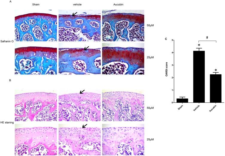 https://cdn.ncbi.nlm.nih.gov/pmc/blobs/0bbe/6791845/770d51694479/DDDT-13-3529-g0001.jpg