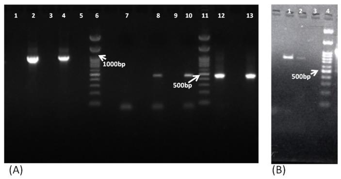 https://cdn.ncbi.nlm.nih.gov/pmc/blobs/0bbe/9783764/783f4c4335f7/pathogens-11-01509-g002.jpg