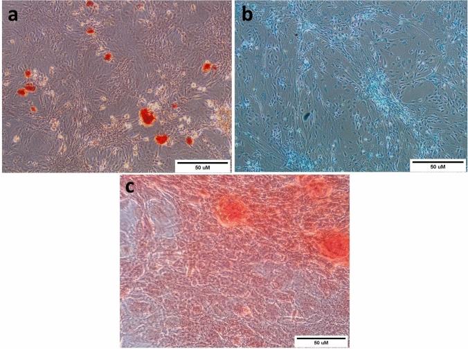 https://cdn.ncbi.nlm.nih.gov/pmc/blobs/0bc5/11136780/8c82a313b35b/10787_2024_1469_Fig3_HTML.jpg