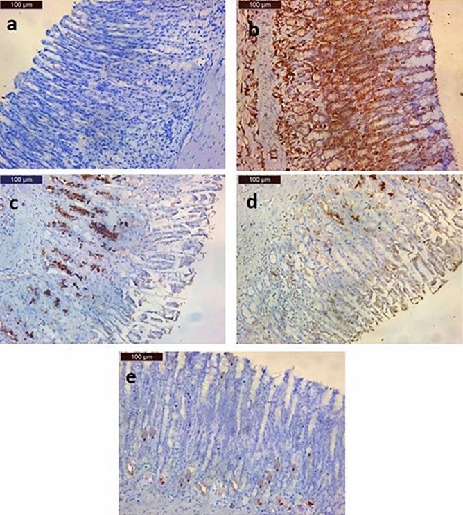 https://cdn.ncbi.nlm.nih.gov/pmc/blobs/0bc5/11136780/c01e3ffcb193/10787_2024_1469_Fig5_HTML.jpg