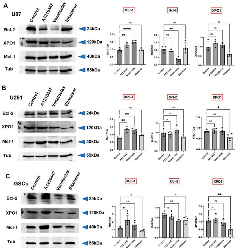 https://cdn.ncbi.nlm.nih.gov/pmc/blobs/0bc7/11011525/80979db3d5c5/cells-13-00632-g005.jpg