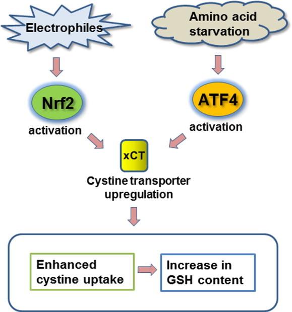 https://cdn.ncbi.nlm.nih.gov/pmc/blobs/0bc7/4085355/5da5cd13f9f3/gr4.jpg