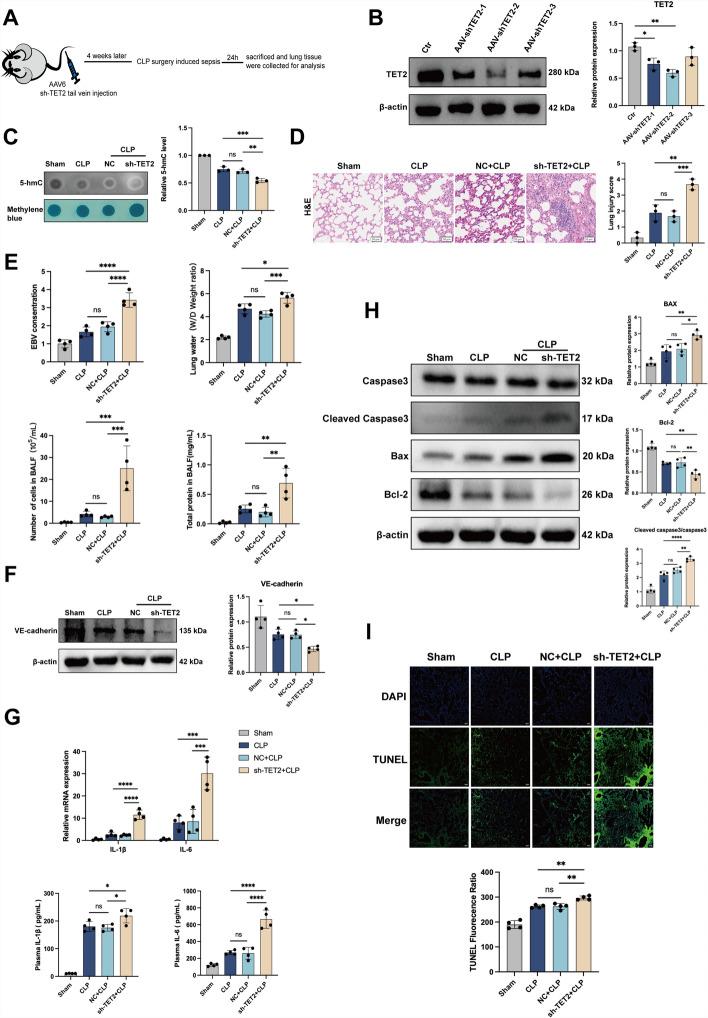 https://cdn.ncbi.nlm.nih.gov/pmc/blobs/0bcd/12090539/988616fe6cfb/11658_2025_739_Fig4_HTML.jpg