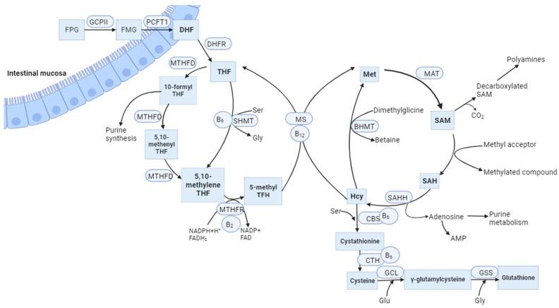 https://cdn.ncbi.nlm.nih.gov/pmc/blobs/0bce/10779094/0f0396773a9c/ijms-25-00193-g001.jpg