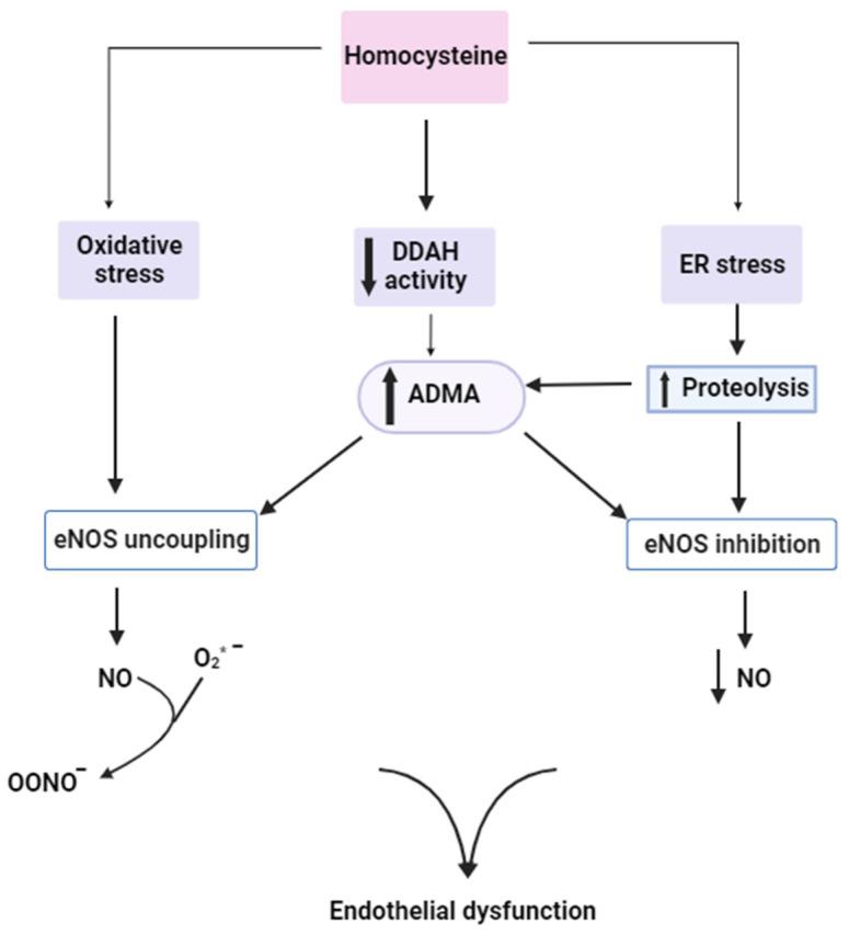 https://cdn.ncbi.nlm.nih.gov/pmc/blobs/0bce/10779094/fe4e07440f45/ijms-25-00193-g005.jpg