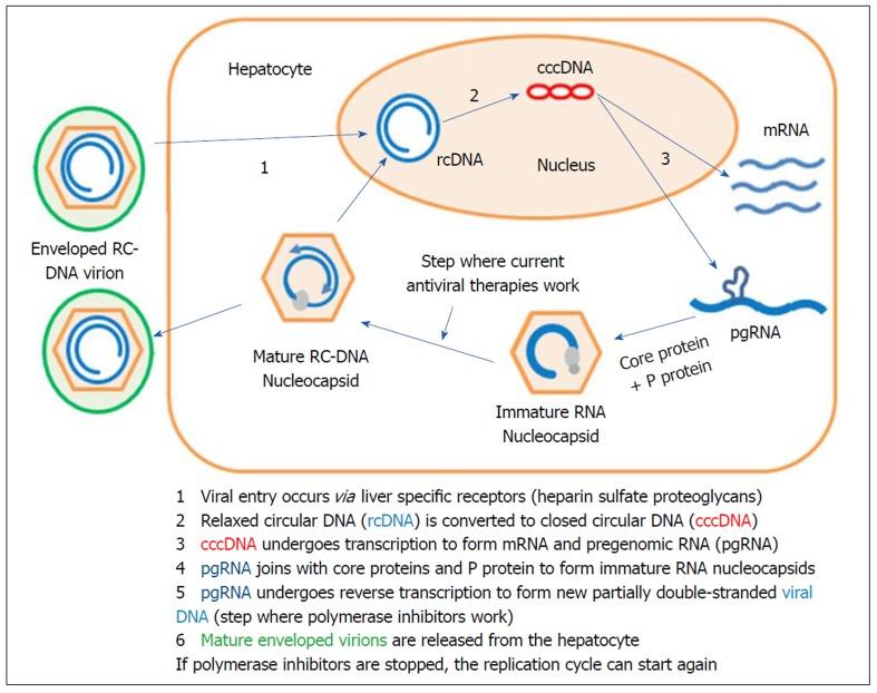 https://cdn.ncbi.nlm.nih.gov/pmc/blobs/0bce/6354125/851bc6166e2c/WJH-11-65-g001.jpg