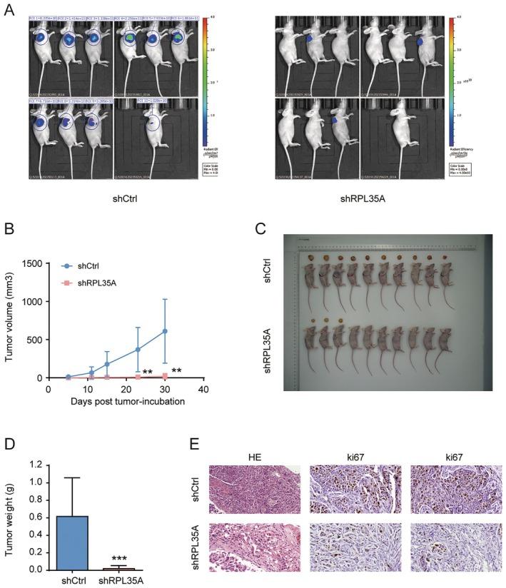 https://cdn.ncbi.nlm.nih.gov/pmc/blobs/0bcf/12185999/a42adeeabe9d/CAM4-14-e70985-g007.jpg