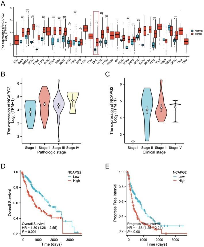 https://cdn.ncbi.nlm.nih.gov/pmc/blobs/0bcf/12185999/af17bf3e62ff/CAM4-14-e70985-g008.jpg
