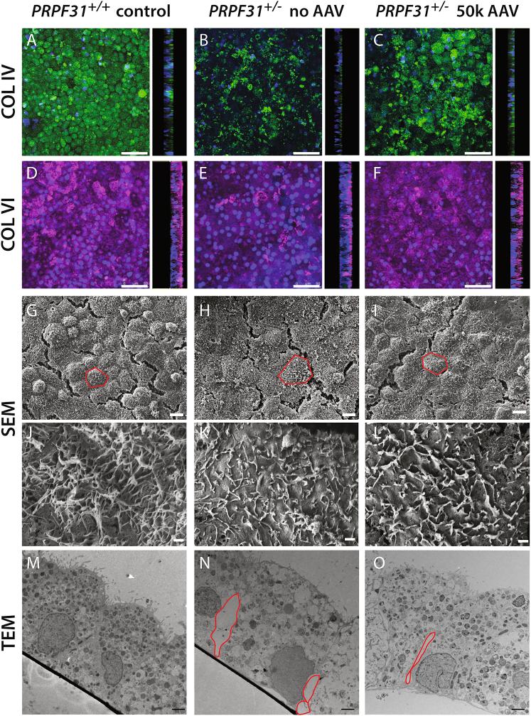 https://cdn.ncbi.nlm.nih.gov/pmc/blobs/0bd1/6909184/4f243911d495/gr7.jpg