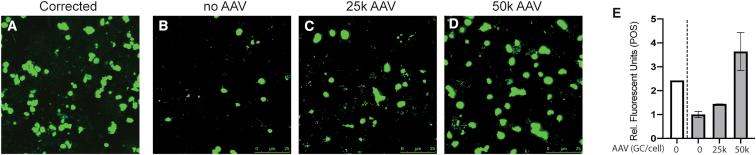 https://cdn.ncbi.nlm.nih.gov/pmc/blobs/0bd1/6909184/e8f339299b0b/gr5.jpg