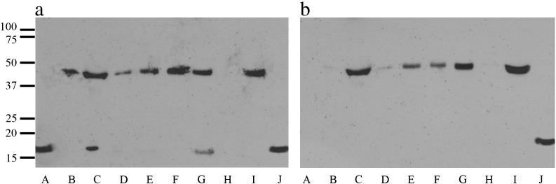 https://cdn.ncbi.nlm.nih.gov/pmc/blobs/0bd3/3657198/9f322b111e75/gr3.jpg
