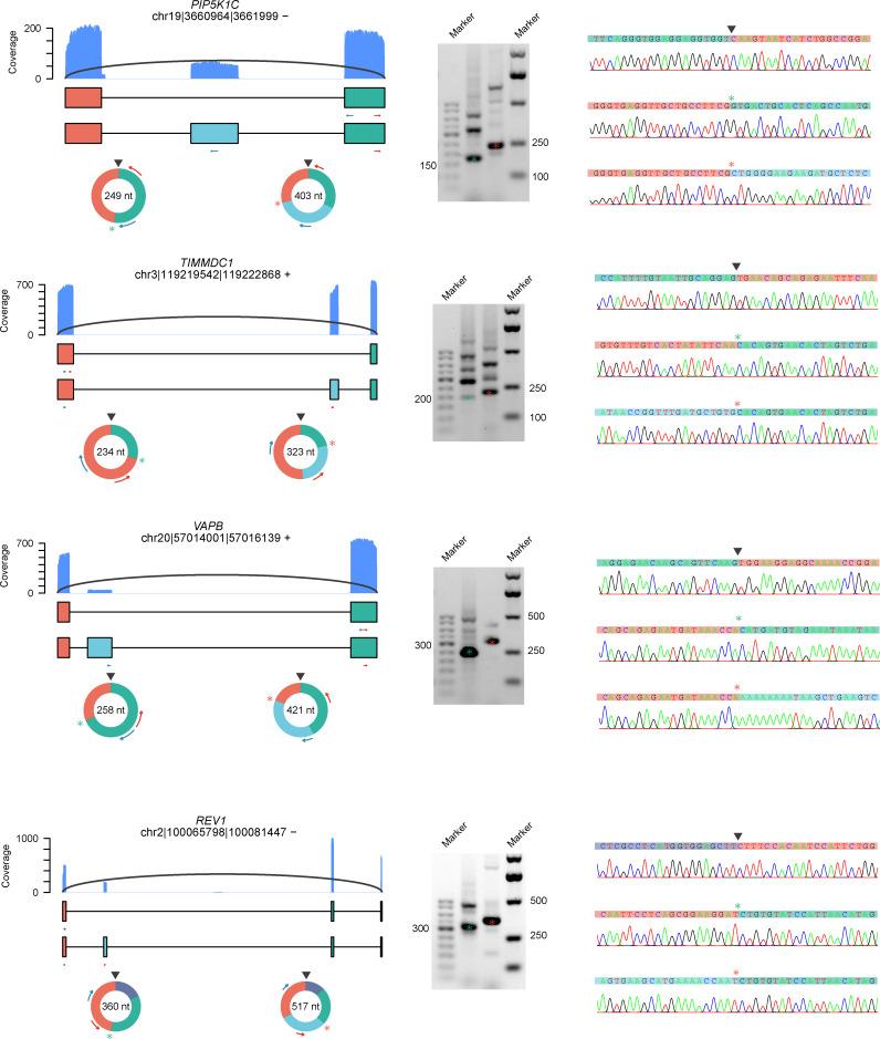 https://cdn.ncbi.nlm.nih.gov/pmc/blobs/0bd6/8550772/355545b0bb78/elife-69457-fig2-figsupp6.jpg