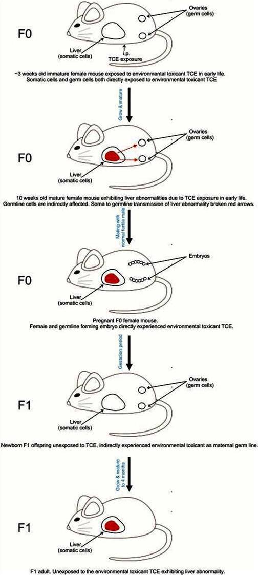 https://cdn.ncbi.nlm.nih.gov/pmc/blobs/0bd9/5579565/e221b0c26921/OpenVetJ-7-244-g001.jpg