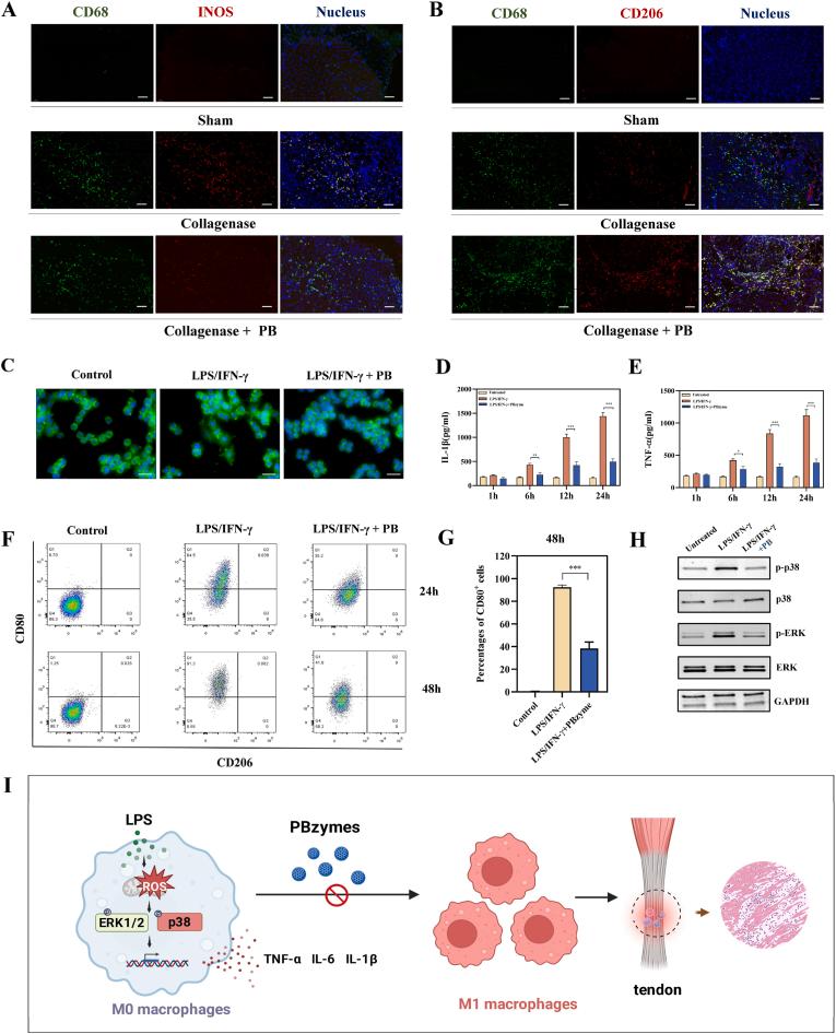 https://cdn.ncbi.nlm.nih.gov/pmc/blobs/0bdd/12390960/38d2552e69f9/gr5.jpg