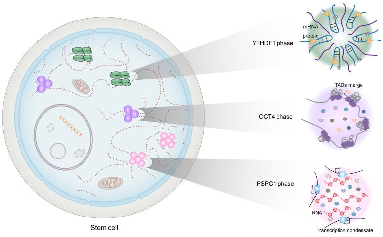 https://cdn.ncbi.nlm.nih.gov/pmc/blobs/0bdf/10255666/583ca60b6a95/nutrients-15-02605-g003.jpg