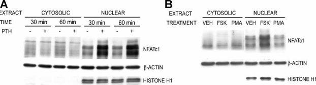 https://cdn.ncbi.nlm.nih.gov/pmc/blobs/0bdf/3153333/2e1a1168c917/jbmr0025-0819-f5.jpg