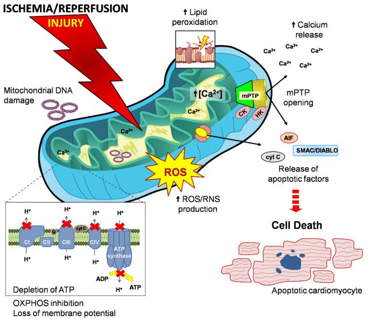 https://cdn.ncbi.nlm.nih.gov/pmc/blobs/0be3/8620839/a4d324828eea/life-11-01123-g001.jpg