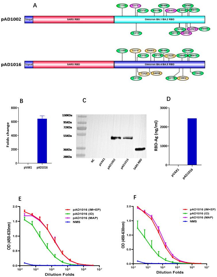 https://cdn.ncbi.nlm.nih.gov/pmc/blobs/0be4/10144402/16ac046c68d5/vaccines-11-00778-g001.jpg