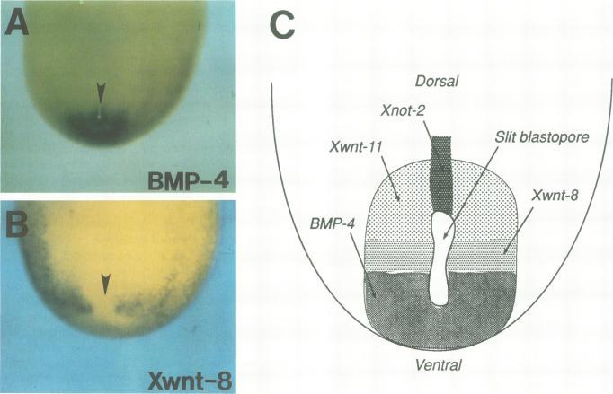 https://cdn.ncbi.nlm.nih.gov/pmc/blobs/0be6/395447/f6d2c94fa0d6/emboj00069-0012-a.jpg